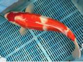 Japanese Koi BJ502 60cm Kohaku Collection only