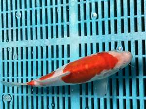 Japanese Koi Carp BJ544 22CM