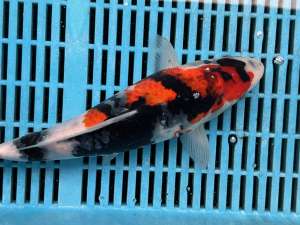 Japanese Koi BJ516 Doitsu Showa 24cm