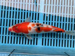 Japanese Koi Carp Sanke 22cm