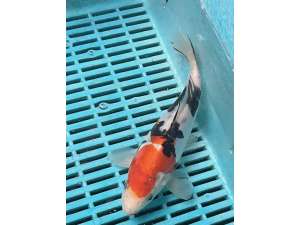 Japanese Koi Carp BJ540 18CM