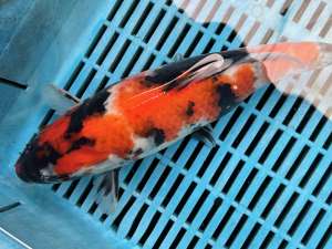 Japanese Koi BJ511 Doitz Showa 24cm