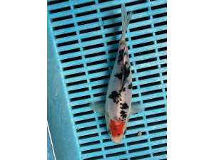 Japanese Koi Carp BJ542 20CM