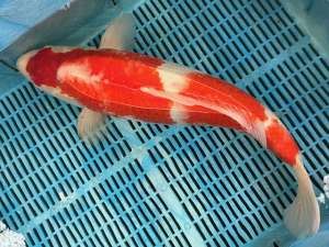 Japanese Koi BJ502 60cm Kohaku Collection only