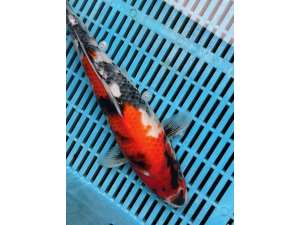 Japanese Koi Carp BJ521 Showa Doitsu 24cm